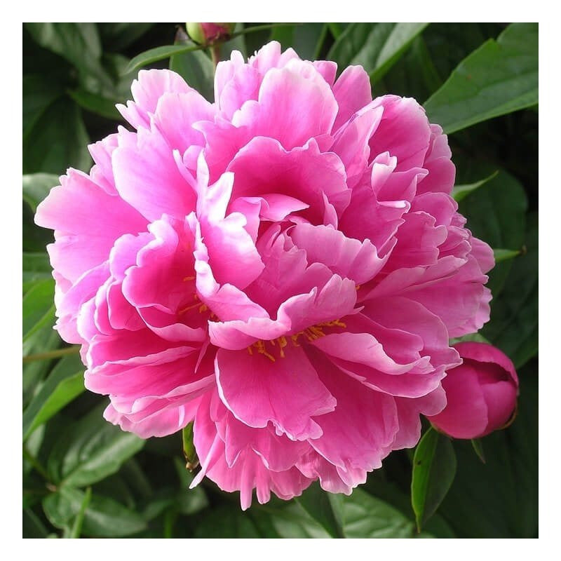 Peony Seeds, Non-GMO Perennial Flower Seeds for Garden & Flower Beds