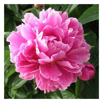 Peony Seeds, Non-GMO Perennial Flower Seeds for Garden & Flower Beds