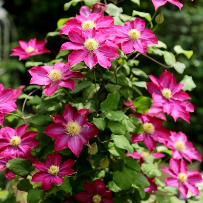 Multi-Color Clematis Seeds, Easy-Care for Beginners