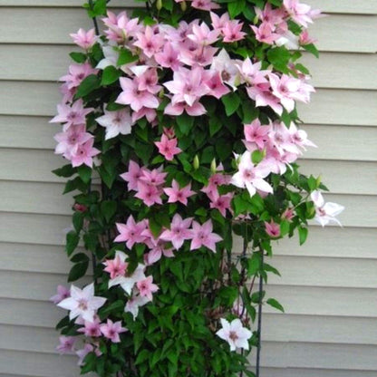 Easy-Grow Clematis Seeds, Delicate Blooms for Fence Decor