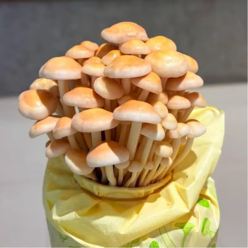 Easy-Grow Mushroom Seeds, Tender Fleshy Caps for Beginners