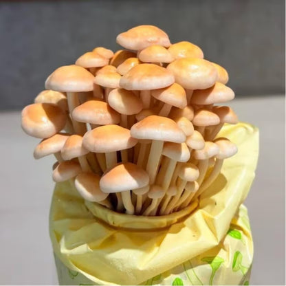 Easy-Grow Mushroom Seeds, Tender Fleshy Caps for Beginners
