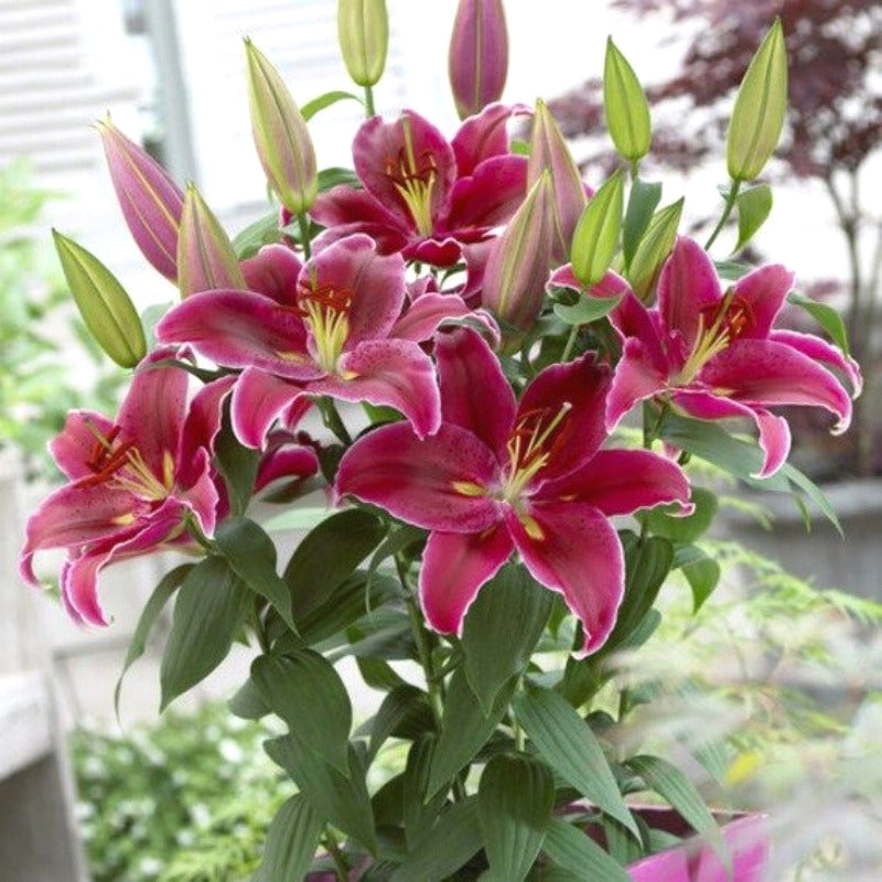 Non-GMO Lily Seeds, Fragrant Blooms for Garden, Patios & Flower Beds
