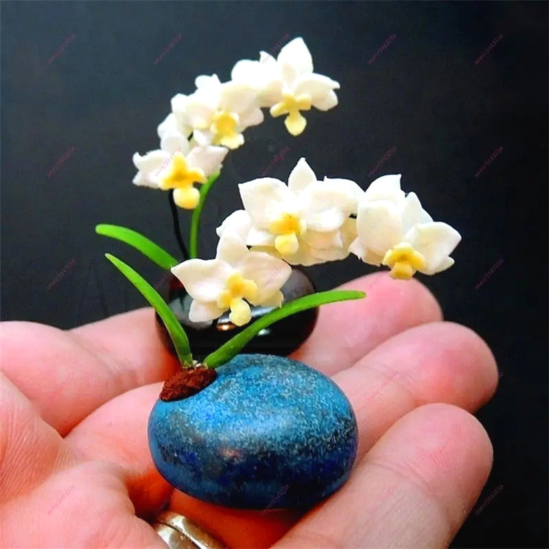 Indoor Phalaenopsis Seeds, Non-GMO Ornamental Seeds for Desk & Small Pots