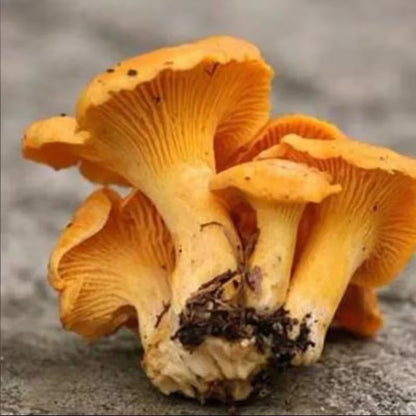 Easy-Grow Mushroom Seeds, Tender Fleshy Caps for Beginners