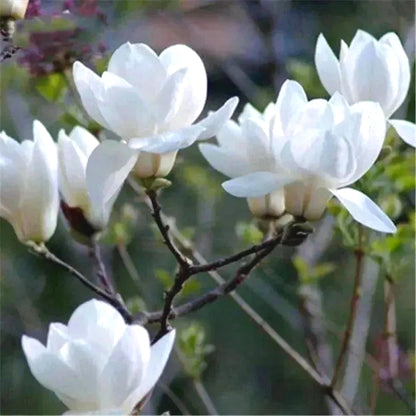 Rare Magnolia Seeds, High Germination Perennial Tree Seeds for Outdoor Landscaping