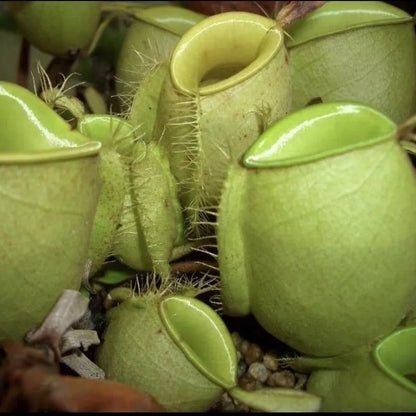 Fresh Venus Flytrap Seeds, Non-GMO Carnivorous Seeds for Indoor & Outdoor Planting