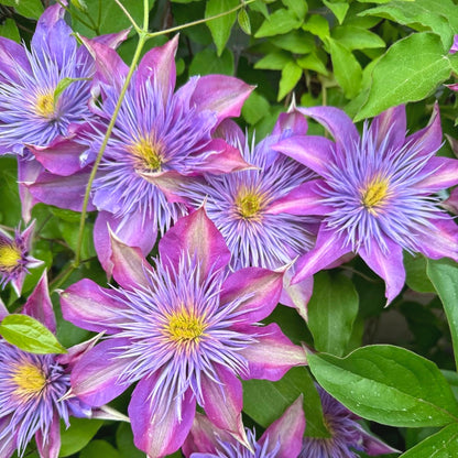 Non-GMO Clematis Seeds, High Germination for Garden & Trellises