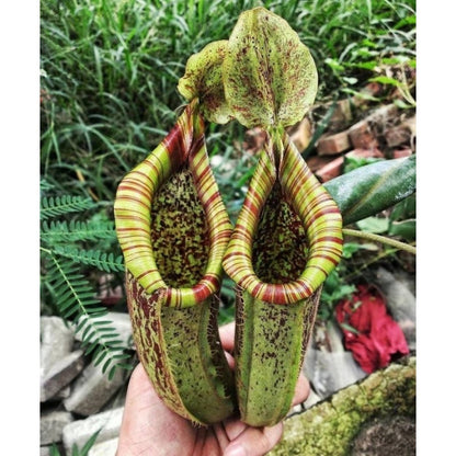 Fresh Venus Flytrap Seeds, Non-GMO Carnivorous Seeds for Indoor & Outdoor Planting