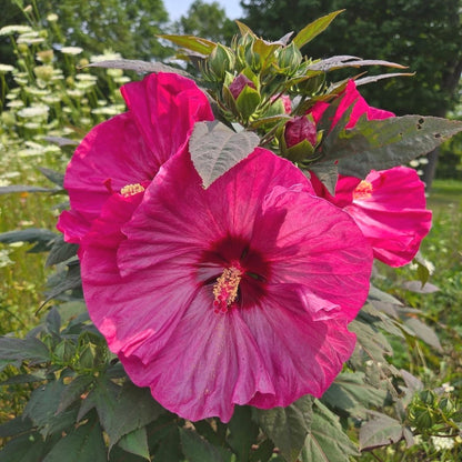 Fresh Hibiscus Seeds, Non-GMO Large Blooms for Indoor & Outdoor Planting