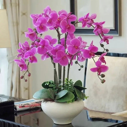 Phalaenopsis Seeds, Non-GMO Elegant Orchid Seeds for Indoor Decor