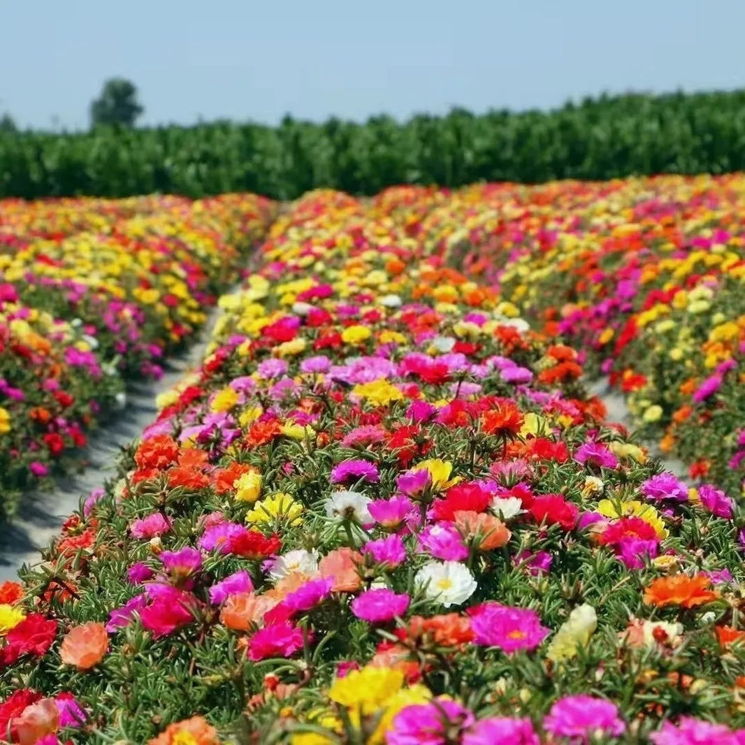 Fresh Sunflower Seeds, Non-GMO for Home Garden
