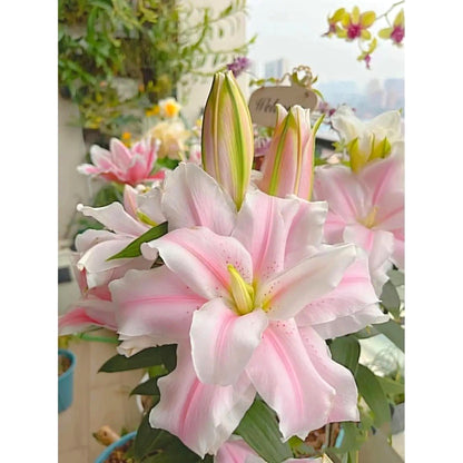 Non-GMO Lily Seeds, Fragrant Blooms for Garden, Patios & Flower Beds