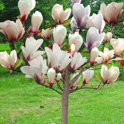 Magnolia Seeds, Non-GMO Fragrant Flower Tree Seeds for Garden & Lawn