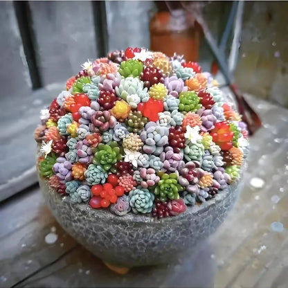 Low-Maintenance Succulent Seeds, Non-GMO Seeds for Desk & Small Pots
