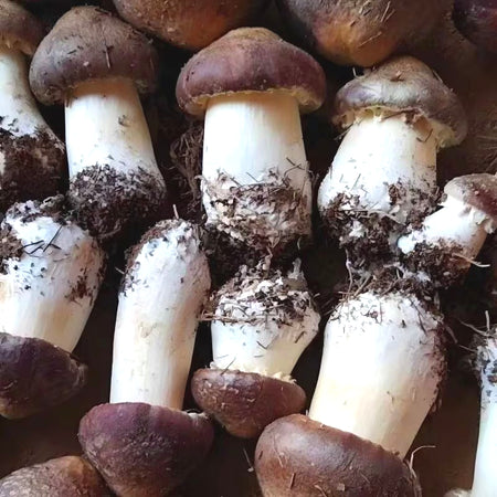 Fresh Mushroom Seeds, Non-GMO Edible Seeds for Indoor Pots & Bags