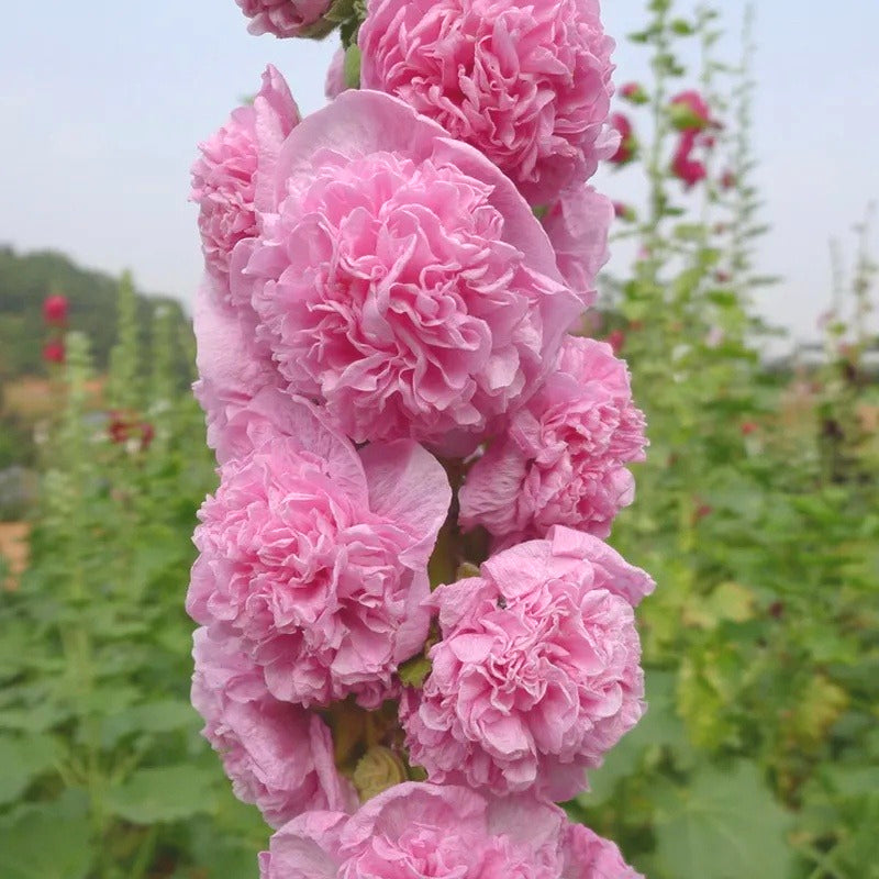 Premium Hollyhock Seeds, Vibrant Blooms for Backyard & Courtyard