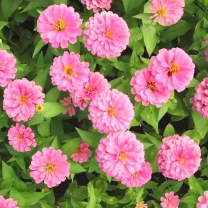 Rare Zinnia Seeds, High Germination Annual Flower Seeds for Outdoor Landscaping