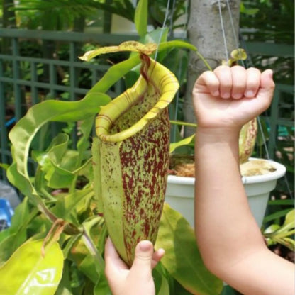 Venus Flytrap Seeds, Non-GMO Carnivorous Plant Seeds for Terrariums & Window Sills