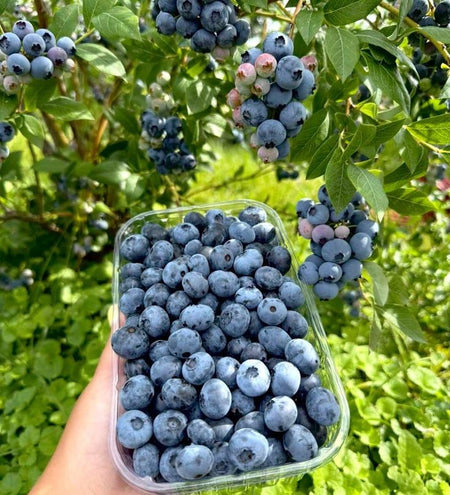 Fresh Blueberry Seeds, Non-GMO Nutrient-Rich Seeds for Outdoor Planting