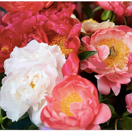 Premium Peony Seeds, Non-GMO Heirloom Seeds for Backyard Planting