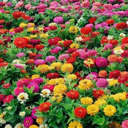Exotic Zinnia Seeds, Non-GMO Fragrant Flower Seeds for Indoor & Outdoor Planting