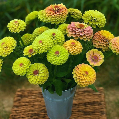 Mixed Color Zinnia Seeds, Non-GMO Fragrant Annual Seeds for Patio Pots