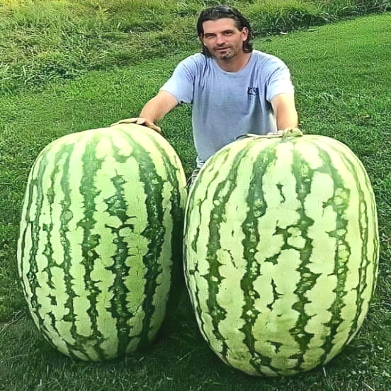 Non-GMO Giant Watermelon Seeds, Extra-Large Fruit for Melon Fields & Large-Scale Planting