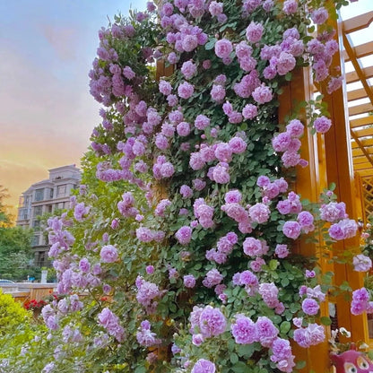 Climbing Rose Seeds, Fragrant Blooming Flower Seeds for Fence & Garden Landscaping