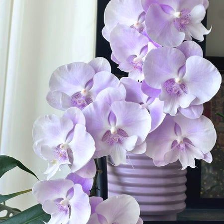 Easy-Grow Butterfly Orchid Seeds, High Germination Seeds for Beginners