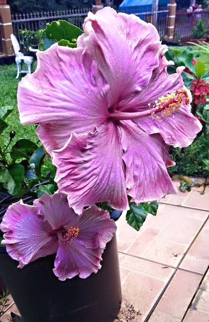 Fresh Hibiscus Seeds, Non-GMO Large Blooms for Indoor & Outdoor Planting