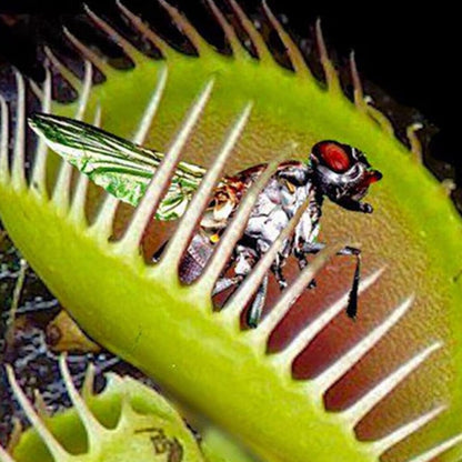 Cold Hardy Venus Flytrap Seeds, Non-GMO Exotic Seeds for Terrariums