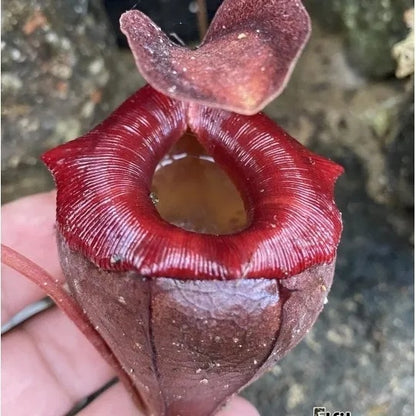 Fresh Venus Flytrap Seeds, Non-GMO Carnivorous Seeds for Indoor & Outdoor Planting