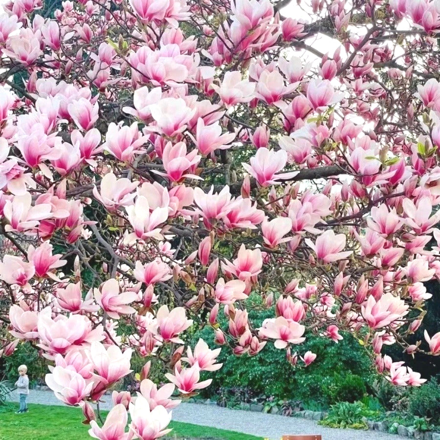 Rare Magnolia Seeds, High Germination Perennial Tree Seeds for Outdoor Landscaping