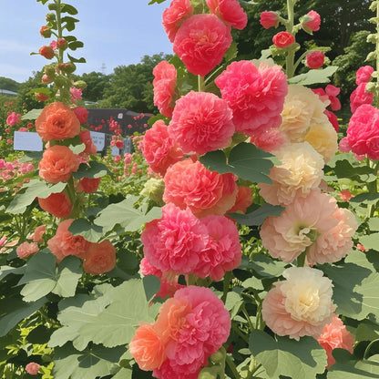 Cold & Heat Resistant Hollyhock Seeds, Low Maintenance Garden Seeds