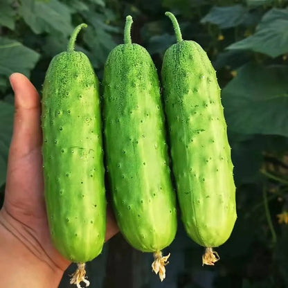 Cucumber Seeds, Non-GMO High Yield Seeds for Home Garden & Vegetable Plots