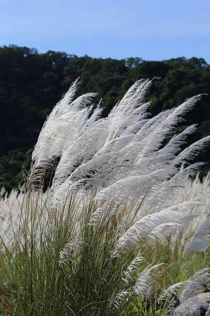 400pcs/bag Reed Seeds for Wetland Restoration - Marsh Planting Kit
