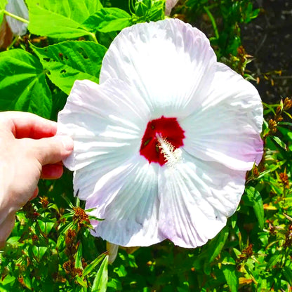 Rare Hibiscus Seeds, Unique Colorful Flower Seeds for Garden Borders
