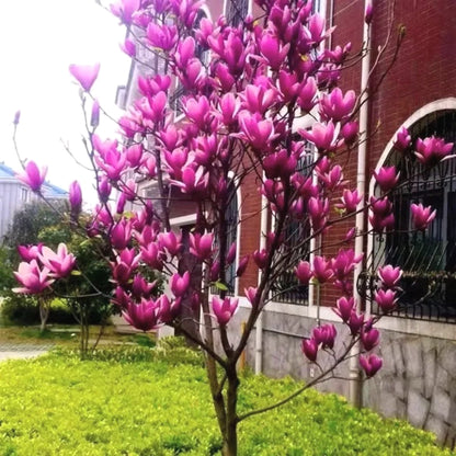 Magnolia Seeds, Non-GMO Fragrant Flower Tree Seeds for Garden & Lawn