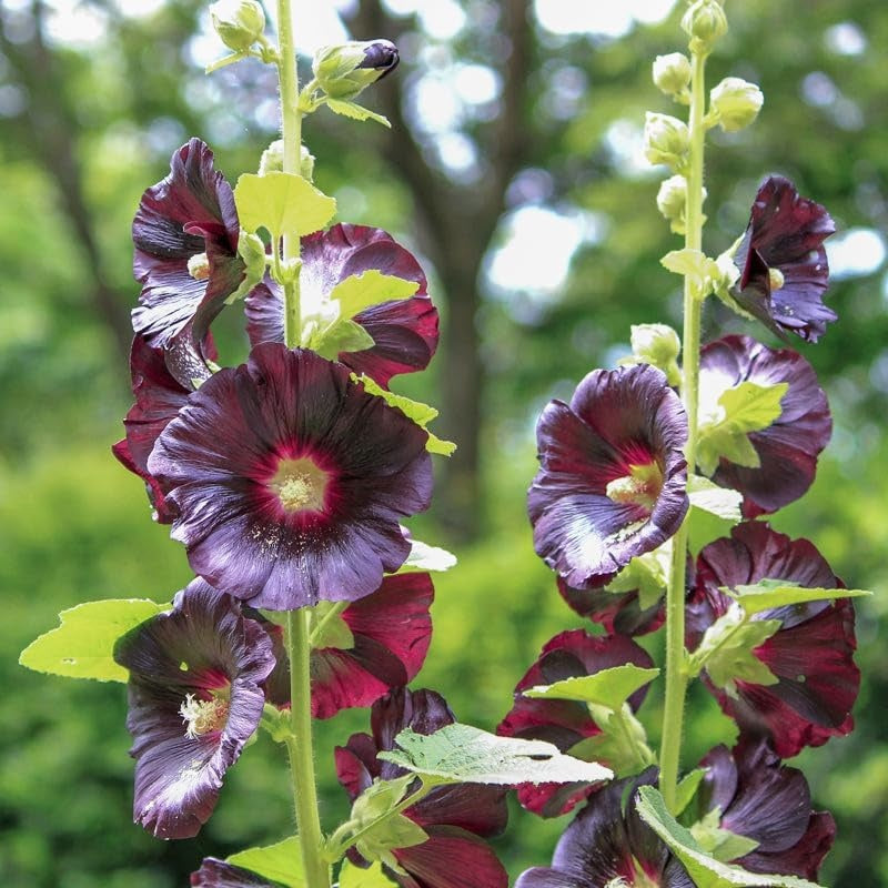 High Germination Hollyhock Seeds, Hardy Outdoor Landscape Flowers