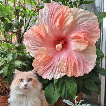Fresh Hibiscus Seeds, Non-GMO Large Blooms for Indoor & Outdoor Planting