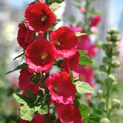 Premium Hollyhock Seeds, Vibrant Blooms for Backyard & Courtyard
