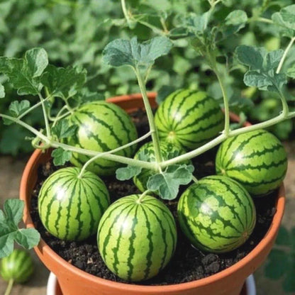 Premium Watermelon Seeds, Fast-Growing Trailing Vines