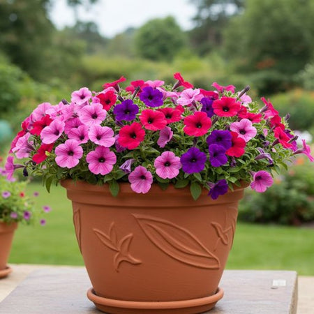 Fragrant Petunia Seeds, Non-GMO Annual Flower Seeds for Indoor & Outdoor Planting