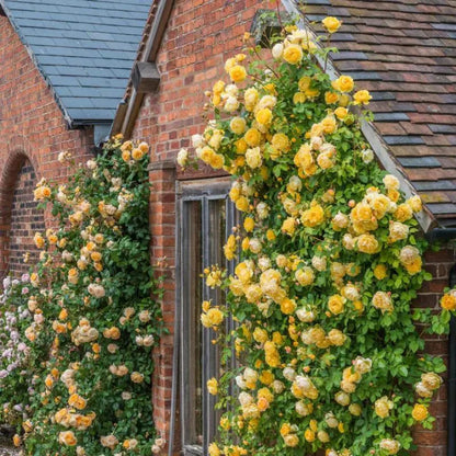 Climbing Rose Seeds, Fragrant Blooming Flower Seeds for Fence & Garden Landscaping