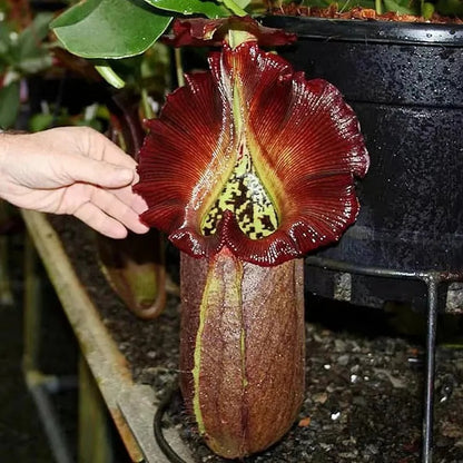 Rare Venus Flytrap Seeds, Unique Carnivorous Plant Seeds for Plant Collections