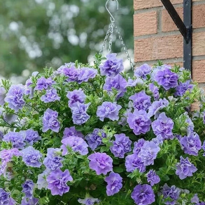 Petunia Seeds, Non-GMO High Germination Annual Flower Seeds for Garden & Balcony