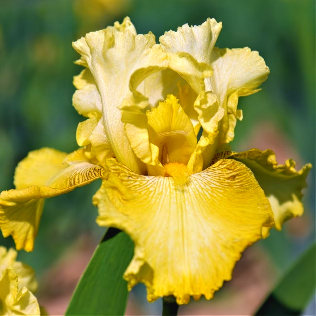 Garden Phalaenopsis Seeds, Non-GMO Elegant Orchids for Outdoor Garden Landscaping