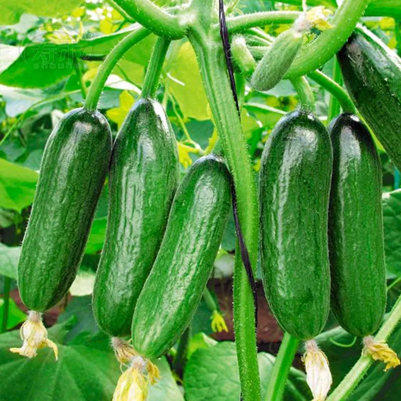 Fast-Growing Cucumber Seeds, Non-GMO Seeds for Spring-Summer Planting
