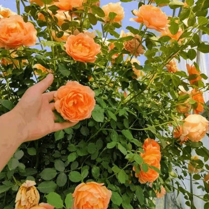 Premium Rose Seeds, Heirloom Non-GMO Flower Seeds for Home Garden Planting